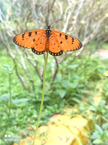 Tawny Coster