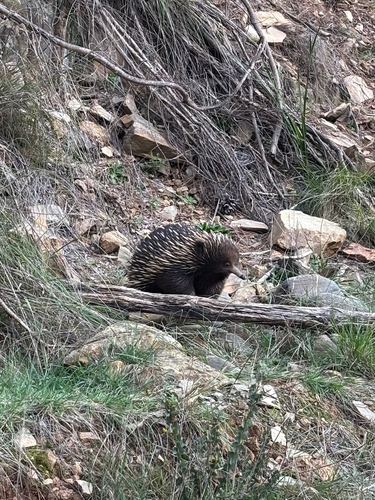 Eastern Short-beaked Echidna