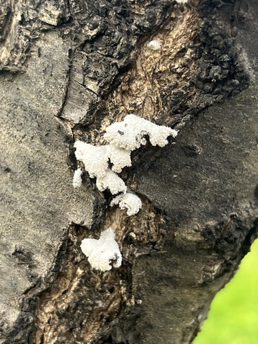 splitgill mushroom