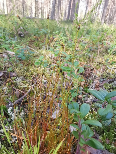 Round-fruited Collar-moss