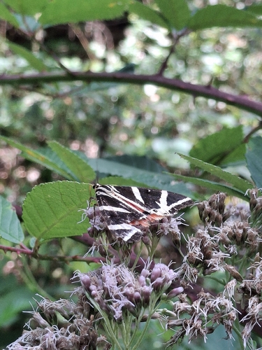 Jersey Tiger