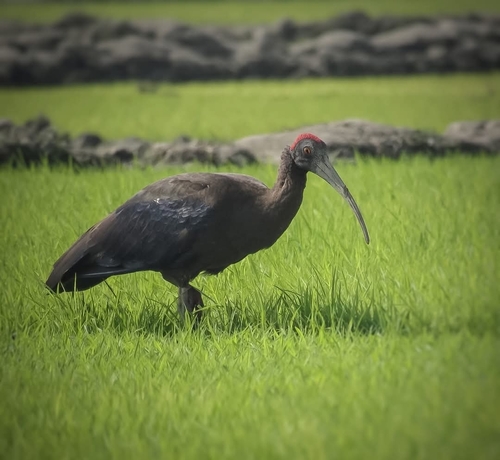 Red-naped Ibis