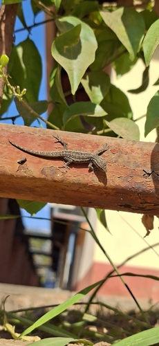 Common Dwarf Gecko