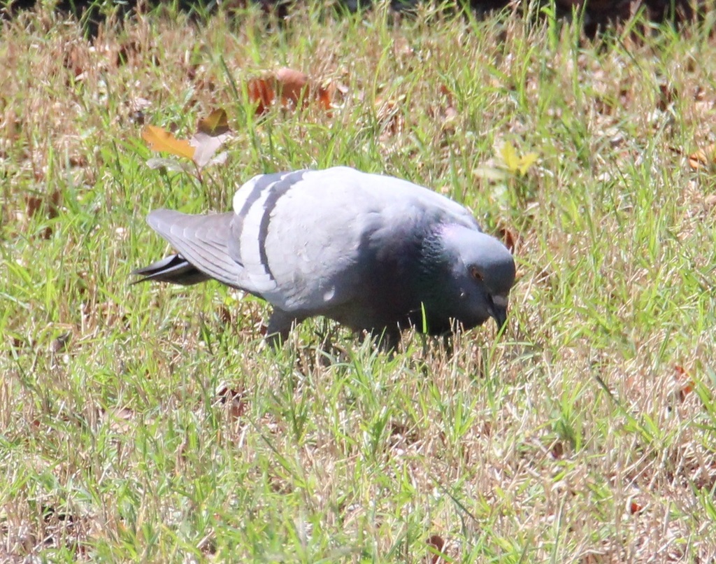 Feral Pigeon from Las Colinas, Irving, TX, USA on April 18, 2017 at 10