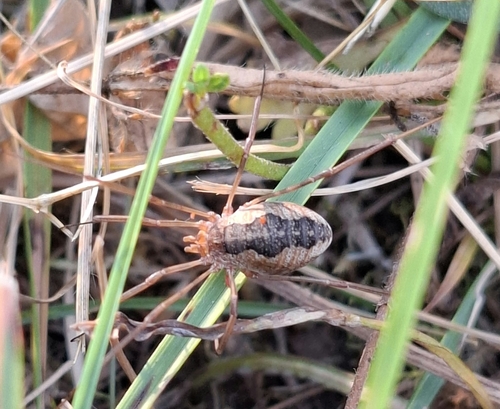 European Harvestman