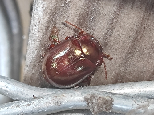 brown leaf beetle