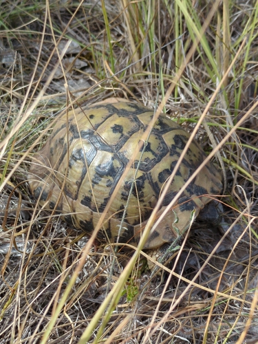 Hermann's Tortoise