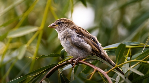 House Sparrow