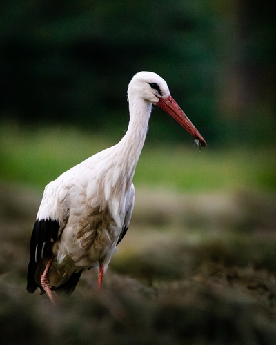 White Stork