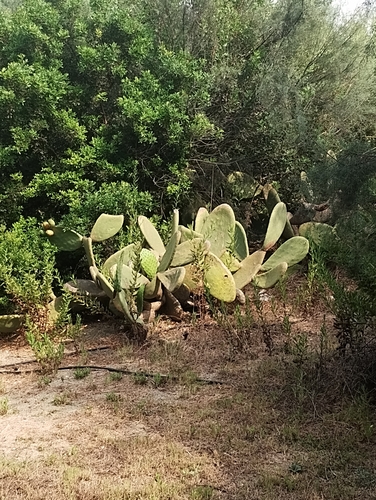 Indian fig opuntia