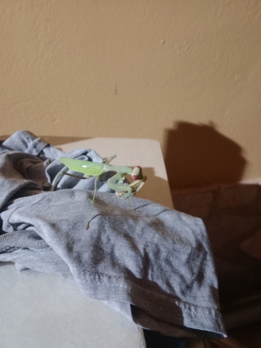 Giant African Mantis