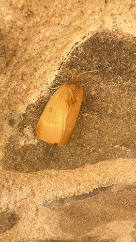 Oak Eggar