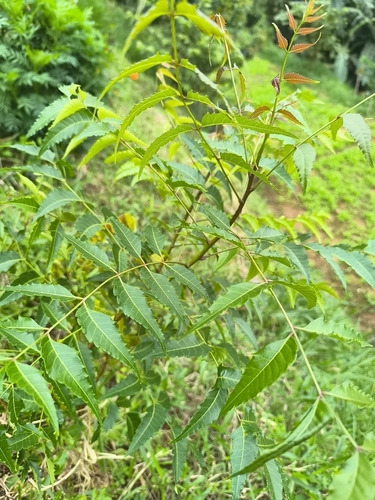 Neem