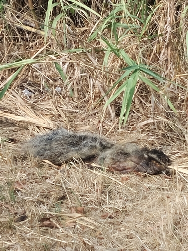 European Badger