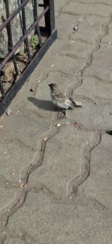 House Sparrow