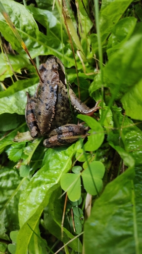 European Common Frog