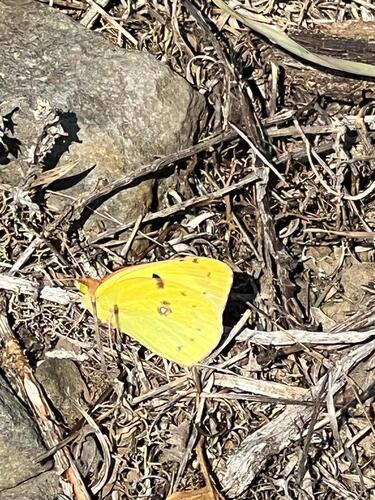 Clouded Yellow