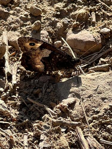 Rock Grayling