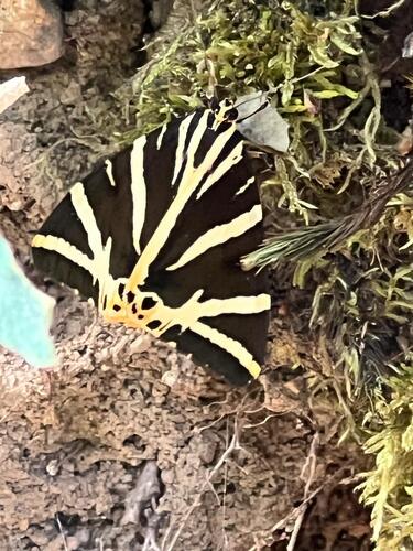 Jersey Tiger