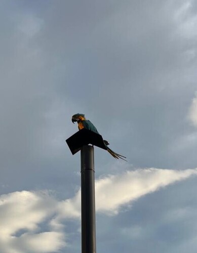 Blue-and-yellow Macaw
