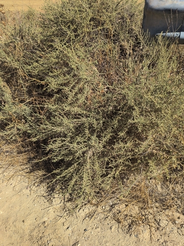 Mediterranean saltwort