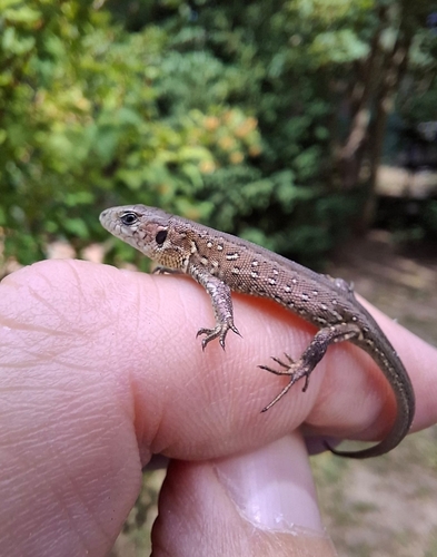 central european sand lizard