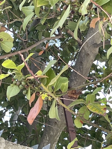 Bay laurel