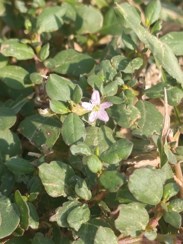 desert horse purslane