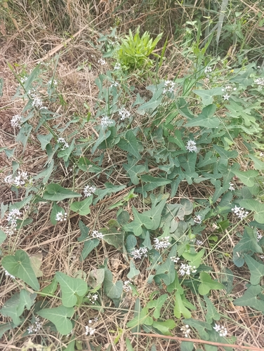 Stranglewort