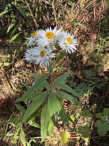 white paper daisy