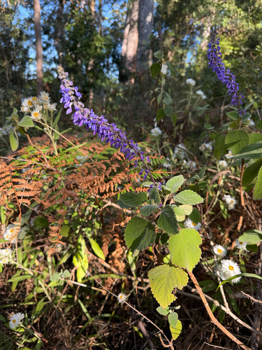 Native Coleus