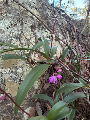 pink rock orchid