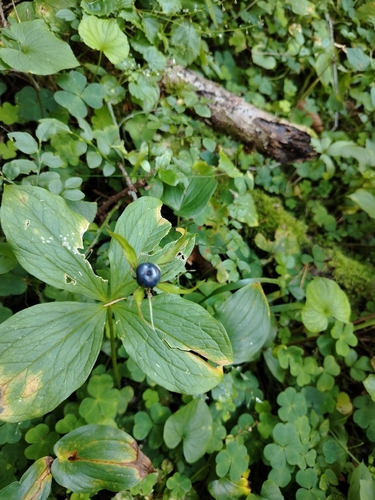 Herb Paris