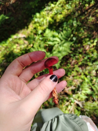 bloodred webcap