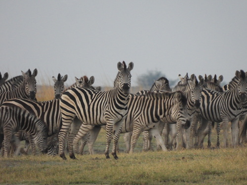 Plains Zebra