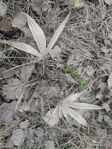 Chusan Palm
