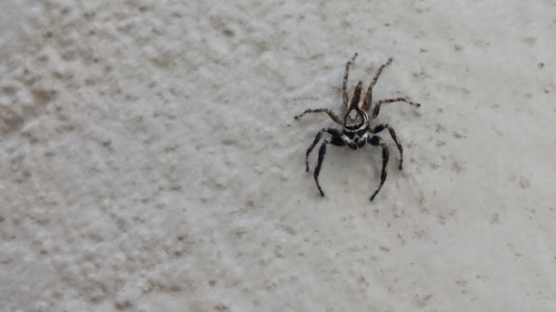 Gray Wall Jumping Spider