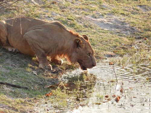 Southern Lion