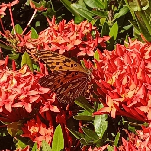 Gulf Fritillary