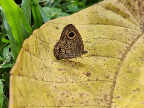 Common Five-ring