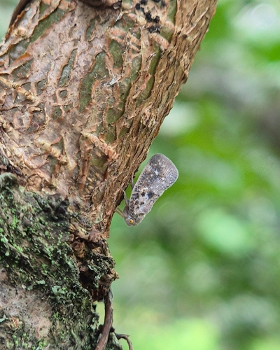 Citrus Flatid Planthopper