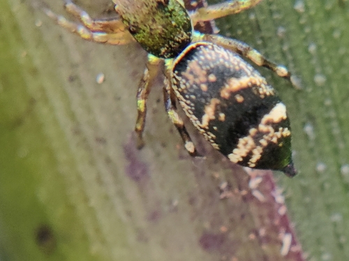 Sea-green Northern Jumper