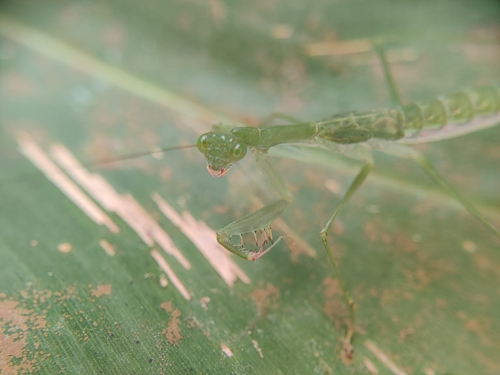 Caliris elegans