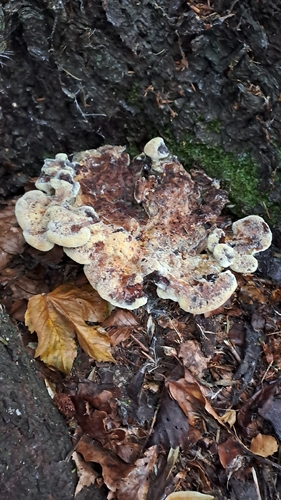 Giant Polypore