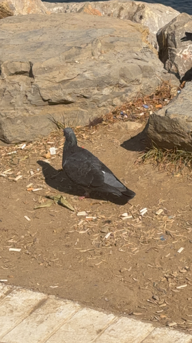 Feral Pigeon