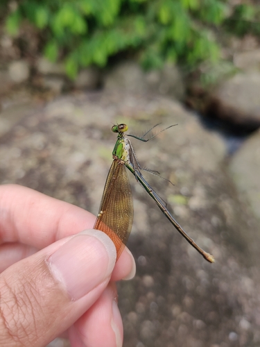 Green Metalwing