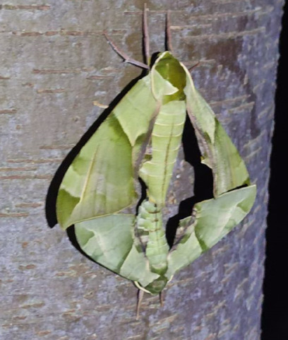 Callambulyx tatarinovii