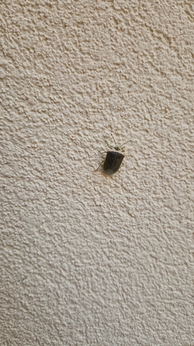 Southern Green Stink Bug