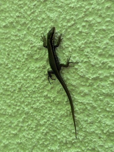 Common Wall Lizard