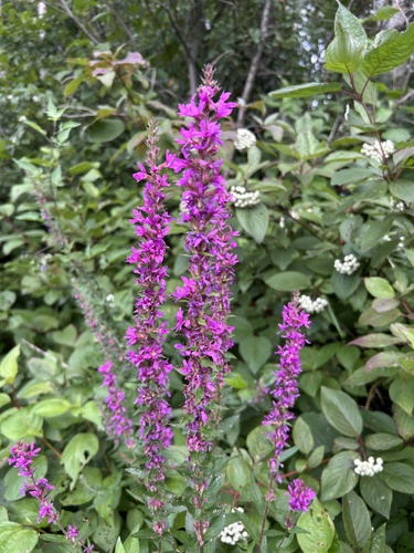 purple loosestrife